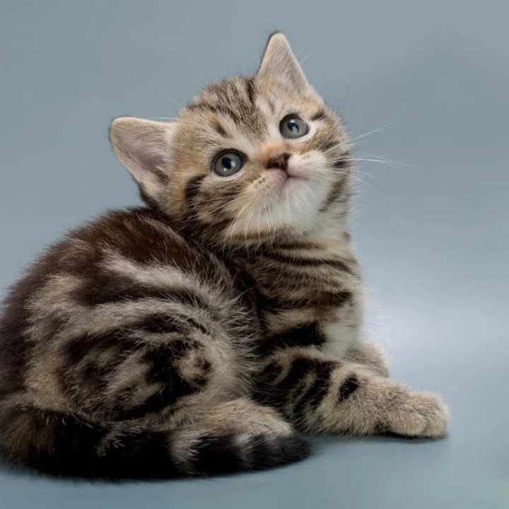 Barni British Shorthair Kittens | Kitten for sale.