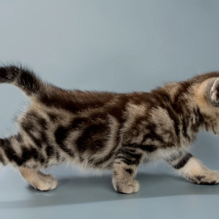 Barni British Shorthair Kittens | Kitten for sale.