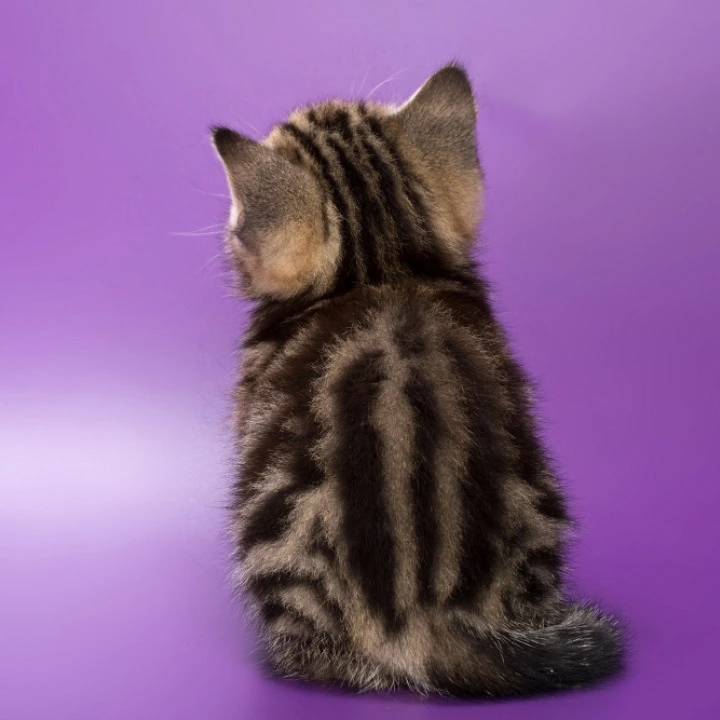 Barni British Shorthair Kittens | Kitten for sale.