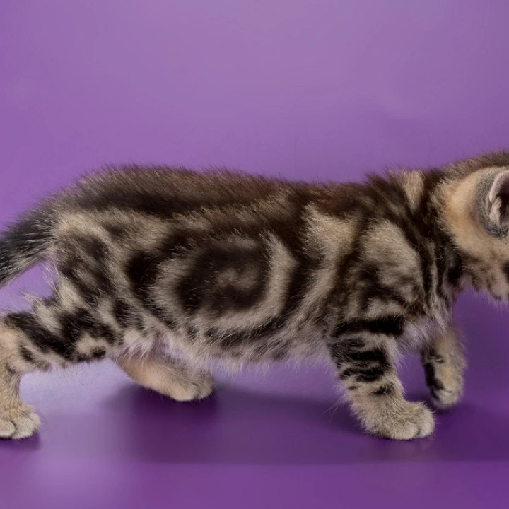 Barni British Shorthair Kittens | Kitten for sale. 