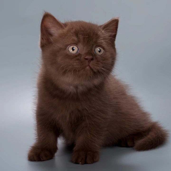 Hershey British Shorthair Kittens | Buy a kitten. 