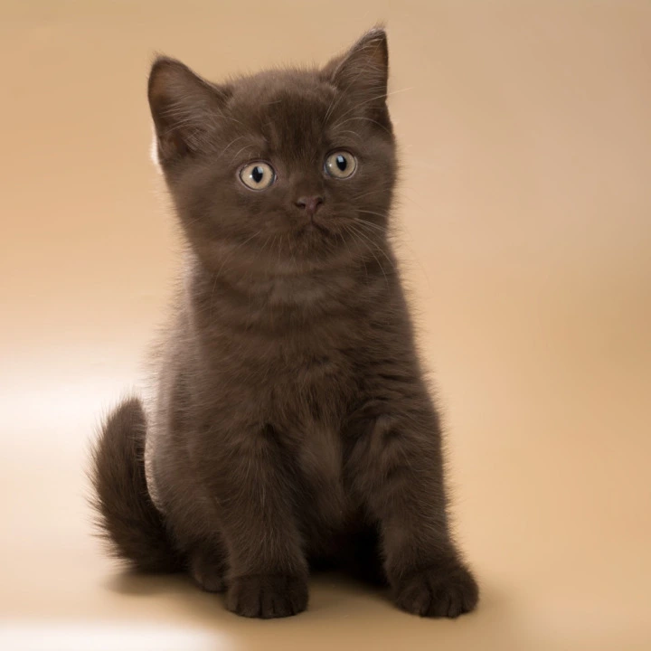 Hershey British Shorthair Kittens | Buy a kitten.