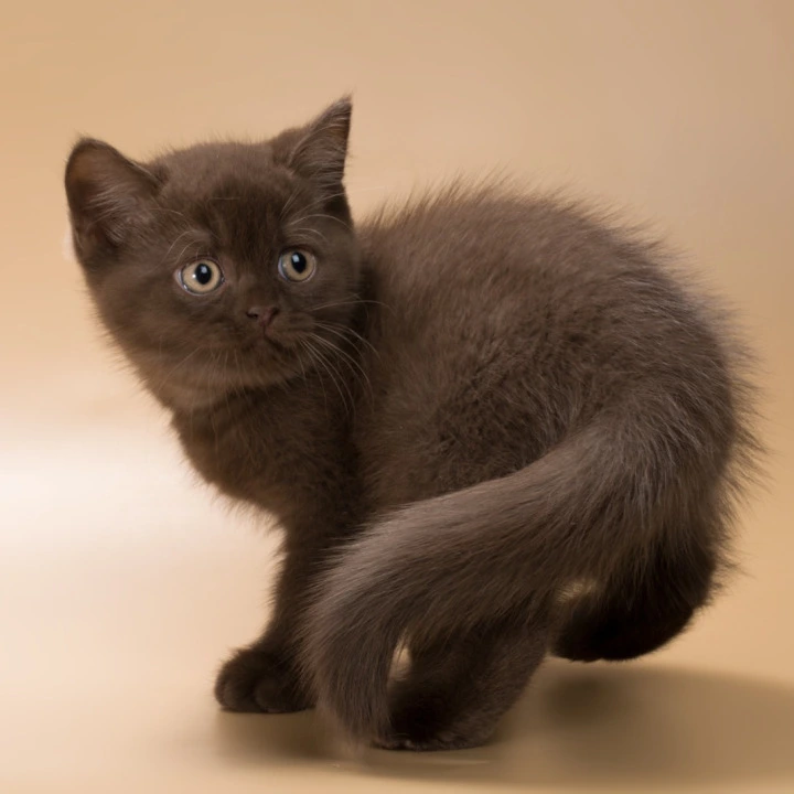 Hershey British Shorthair Kittens | Buy a kitten.