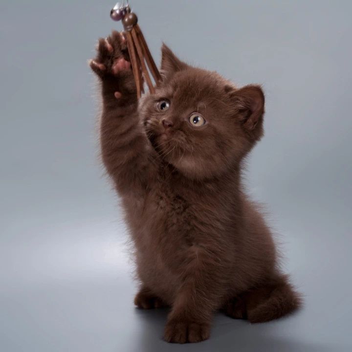 Hershey British Shorthair Kittens | Buy a kitten.