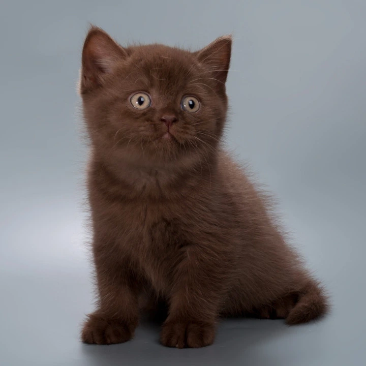 Hershey British Shorthair Kittens | Buy a kitten. 