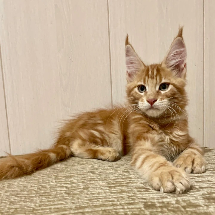 Justin Maine Coon Kittens | Buy a kitten. 
