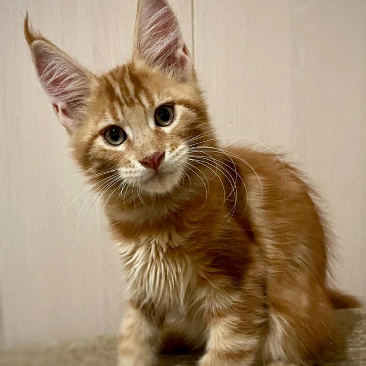 Justin Maine Coon Kittens | Buy a kitten.