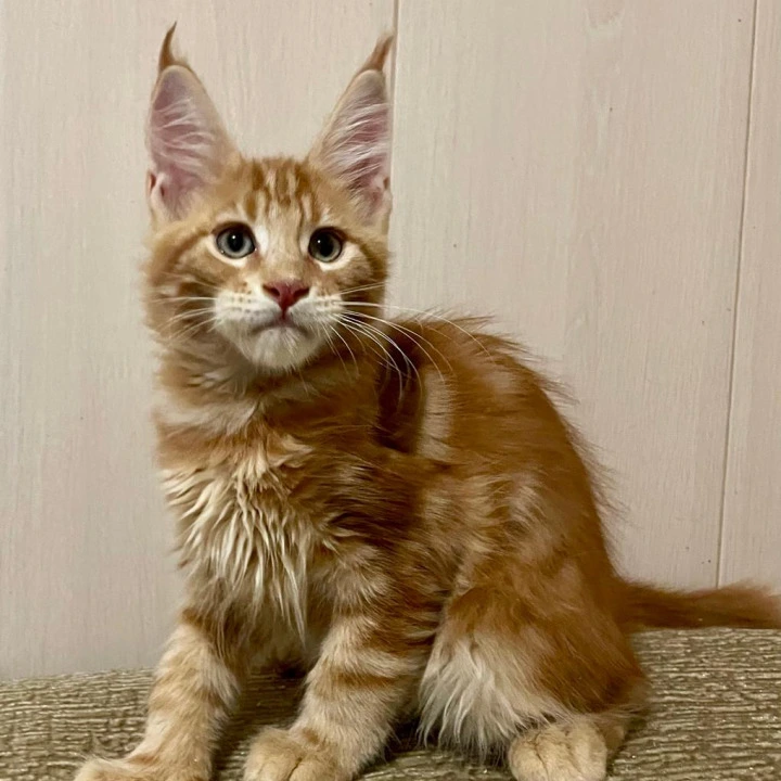 Justin Maine Coon Kittens | Buy a kitten.