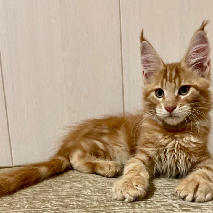 Justin Maine Coon Kittens | Buy a kitten.