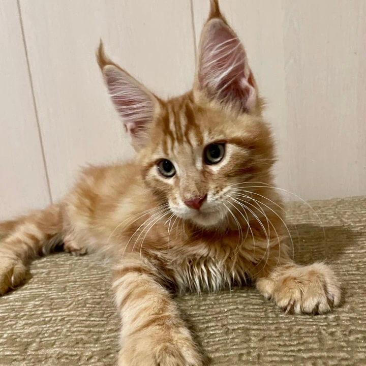 Justin Maine Coon Kittens | Buy a kitten. 