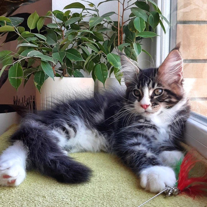 Unique Maine Coon Kittens | Buy a kitten. 
