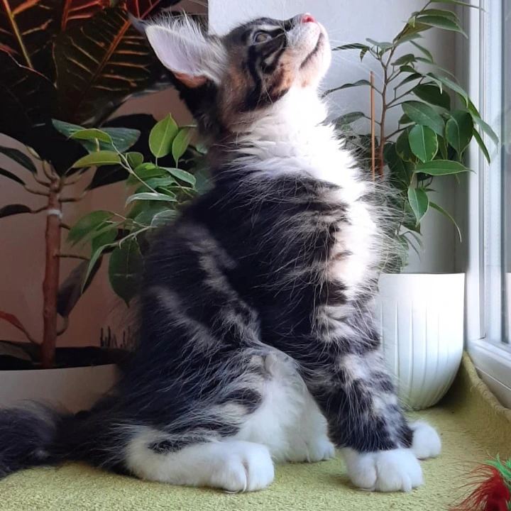 Unique Maine Coon Kittens | Buy a kitten. 