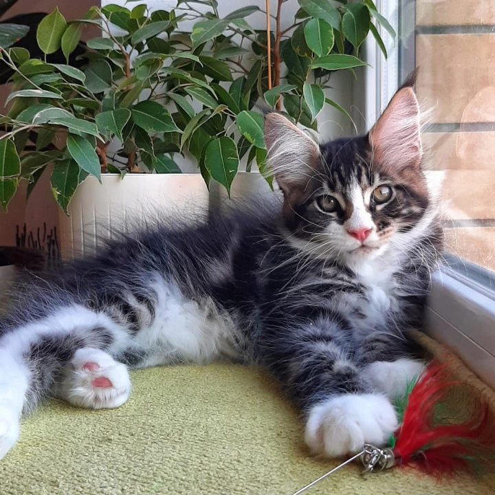 Unique Maine Coon Kittens | Buy a kitten. 