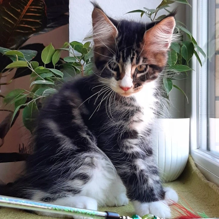 Unique Maine Coon Kittens | Buy a kitten. 