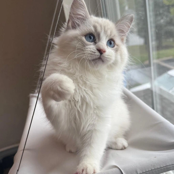 Nice Siberian Kittens | Kitten for sale. 