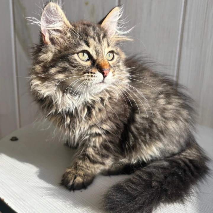 Xenon Siberian Kittens | Kitten for sale. 