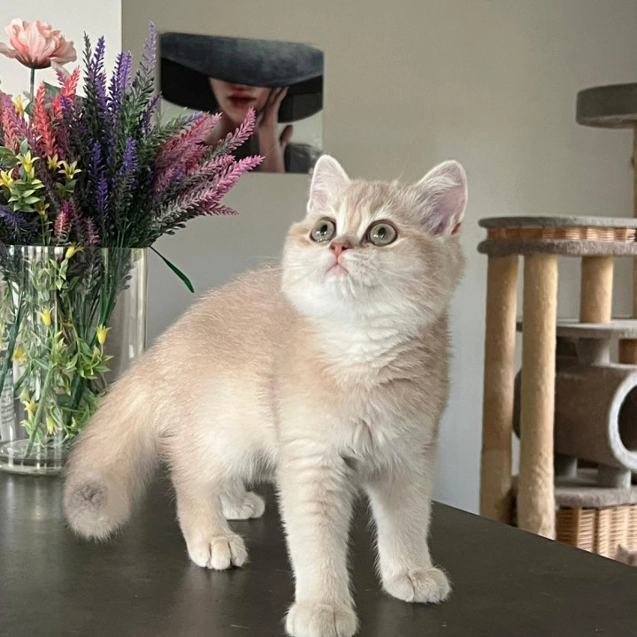 Lilu British Shorthair Kittens | Buy a kitten. 