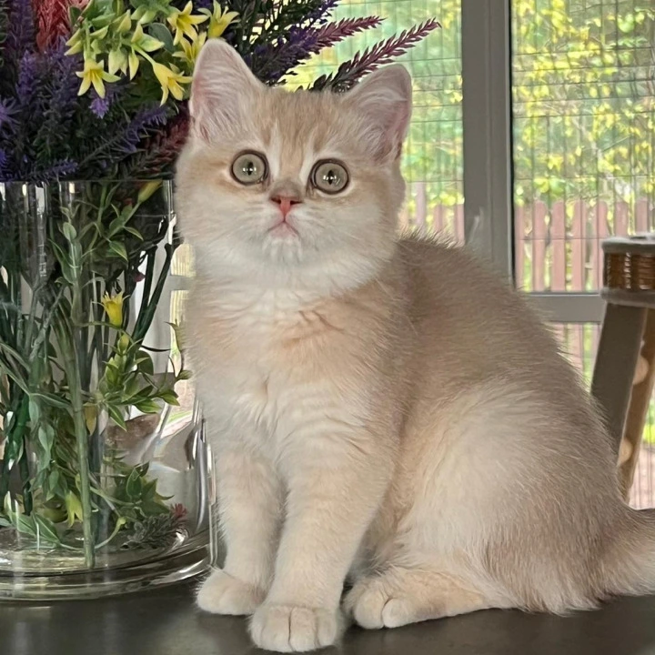 Lilu British Shorthair Kittens | Buy a kitten. 