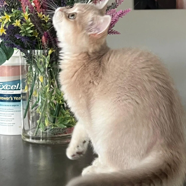 Lilu British Shorthair Kittens | Buy a kitten. 