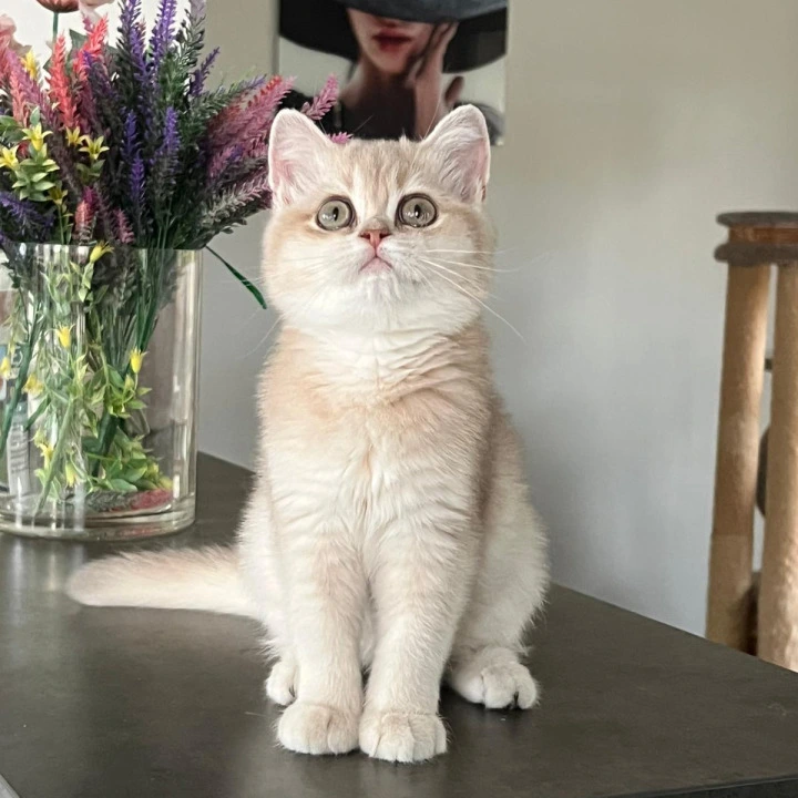 Lilu British Shorthair Kittens | Buy a kitten. 