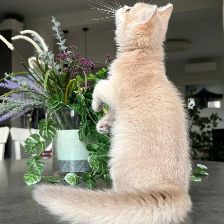 Lilu British Shorthair Kittens | Buy a kitten. 