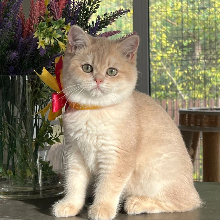 Latisha British Shorthair Kittens | Kitten for sale. 