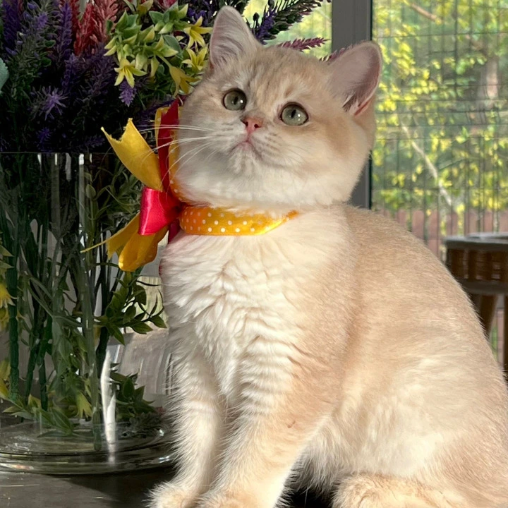 Latisha British Shorthair Kittens | Kitten for sale. 