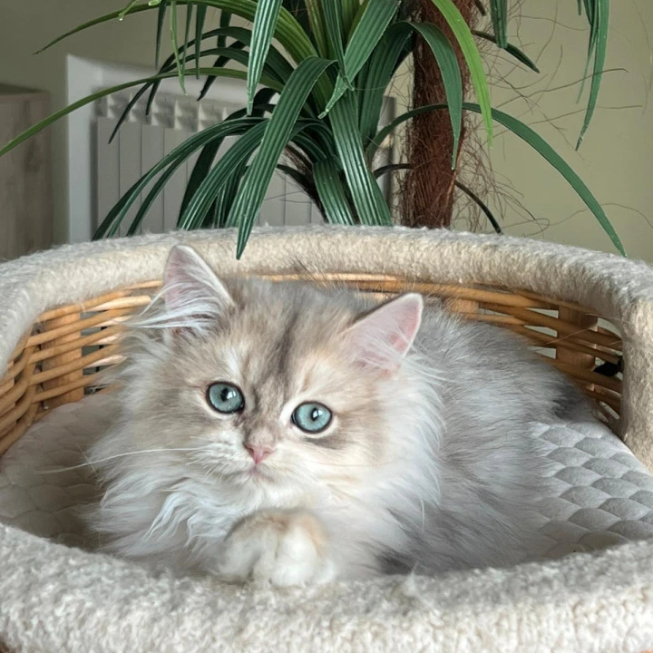 Jan Longhair British Shorthair Kittens | Kittens for sale. 