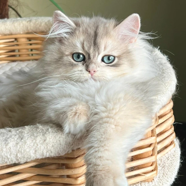 Jan Longhair British Shorthair Kittens | Kittens for sale. 