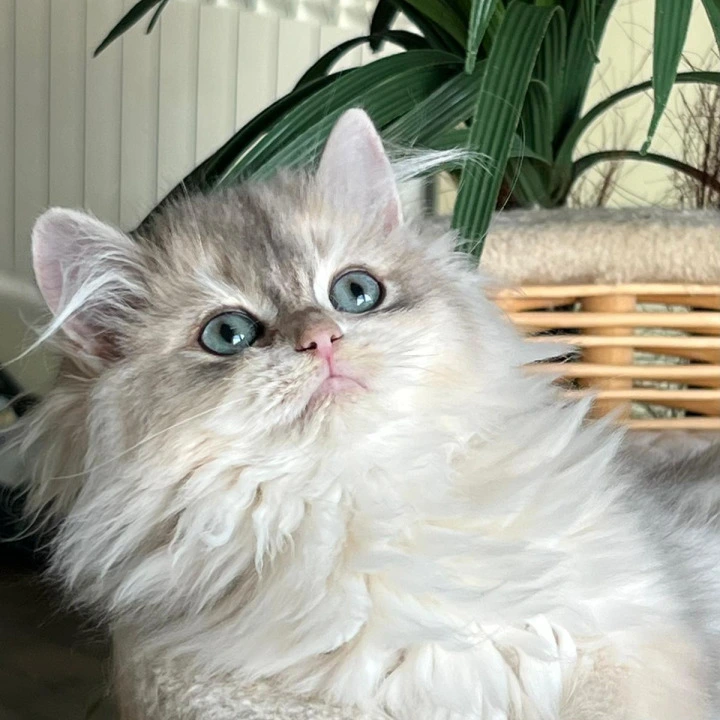 Jan Longhair British Shorthair Kittens | Kittens for sale. 