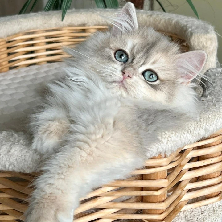 Jan Longhair British Shorthair Kittens | Kittens for sale. 