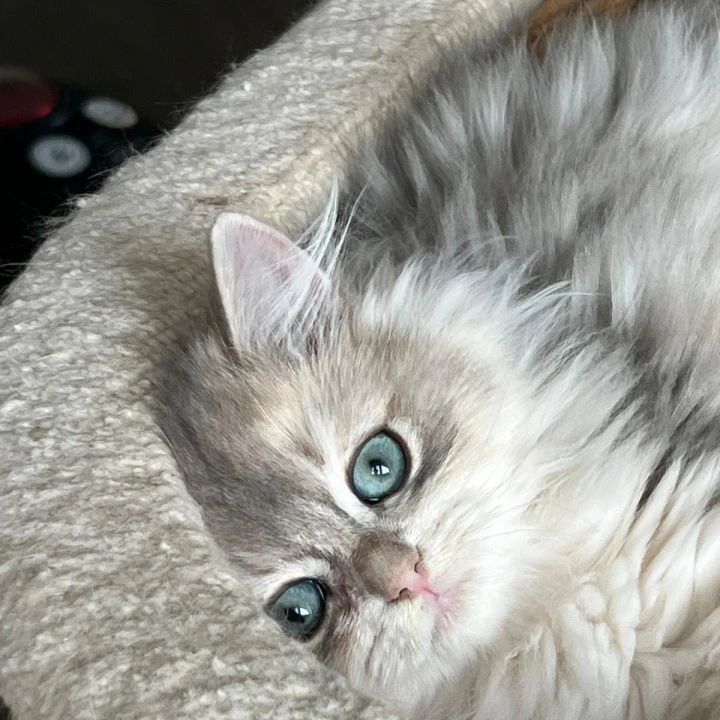 Jan Longhair British Shorthair Kittens | Kittens for sale. 