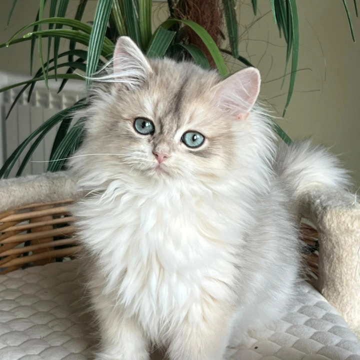 Jan Longhair British Shorthair Kittens | Kittens for sale. 