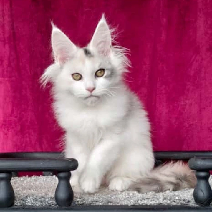Fler Maine Coon Kittens | Large selection of kittens. 