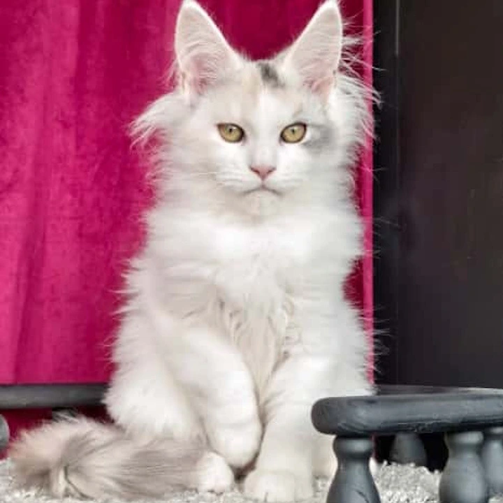 Fler Maine Coon Kittens | Large selection of kittens. 