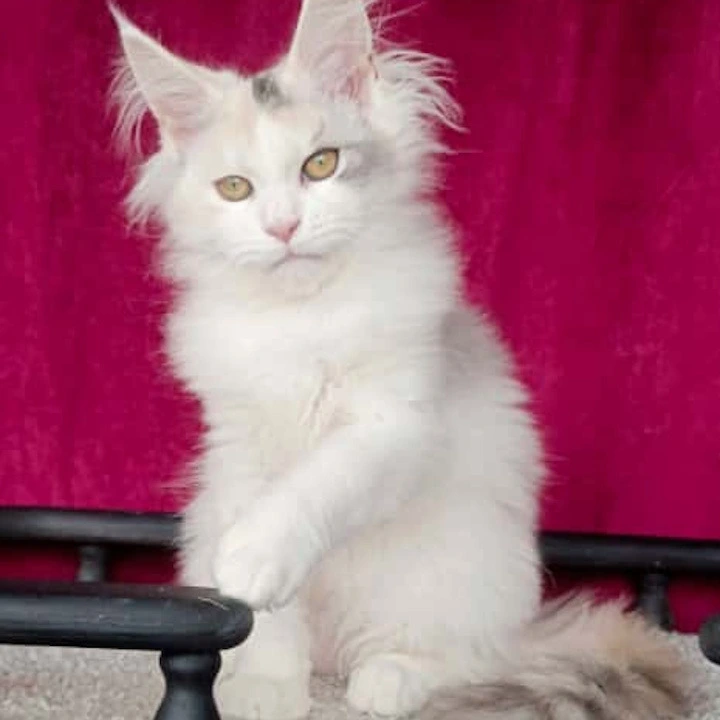 Fler Maine Coon Kittens | Large selection of kittens. 