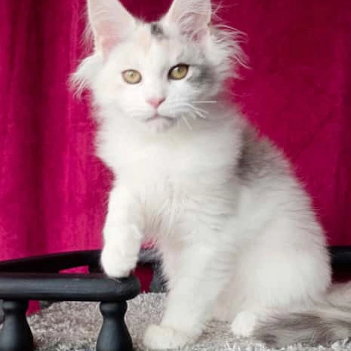 Fler Maine Coon Kittens | Large selection of kittens. 
