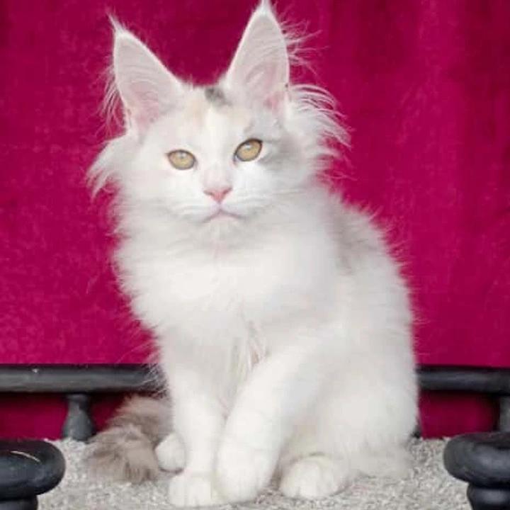 Fler Maine Coon Kittens | Large selection of kittens. 