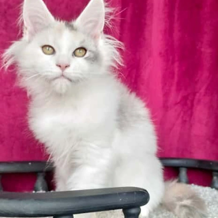 Fler Maine Coon Kittens | Large selection of kittens. 