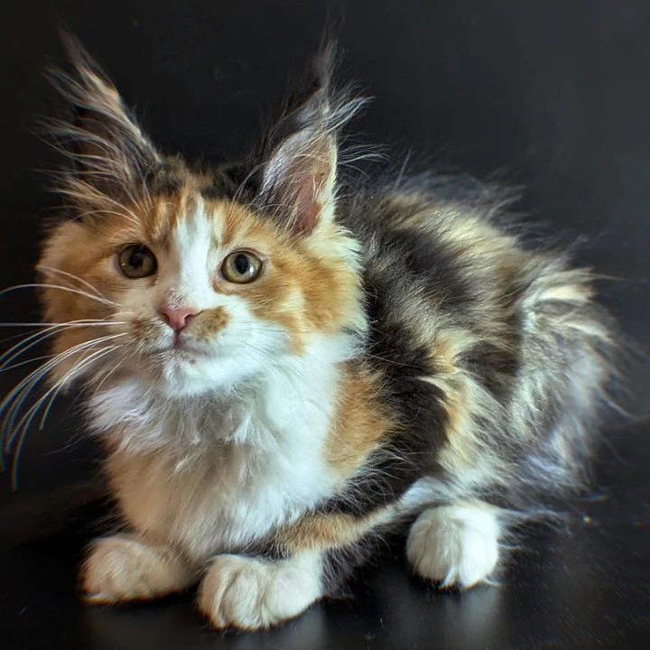 Lucy Maine Coon Kittens | Kittens for sale. 