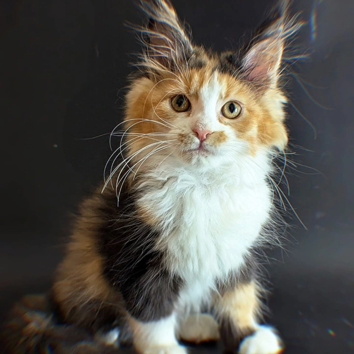 Lucy Maine Coon Kittens | Kittens for sale.