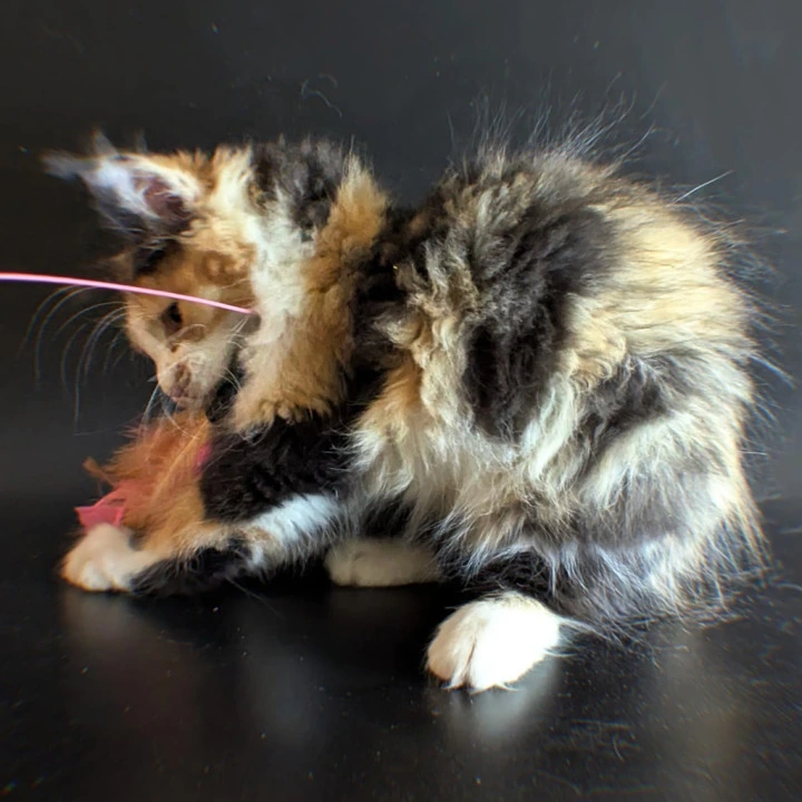 Lucy Maine Coon Kittens | Kittens for sale.