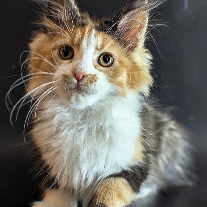 Lucy Maine Coon Kittens | Kittens for sale. 