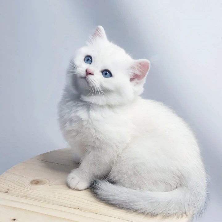 Emir British Shorthair Kittens | Large selection of kittens. 
