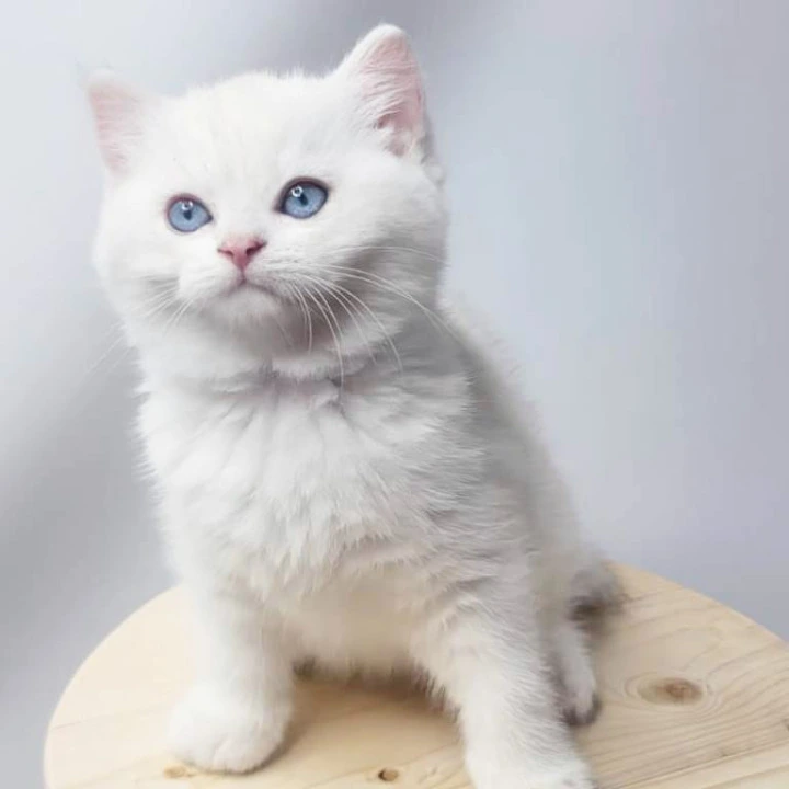 Emir British Shorthair Kittens | Large selection of kittens. 