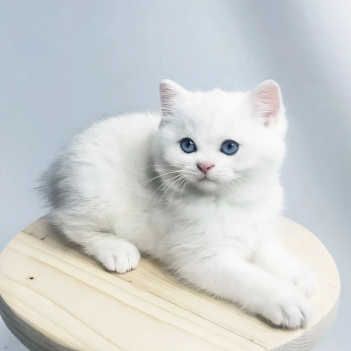 Emir British Shorthair Kittens | Large selection of kittens. 