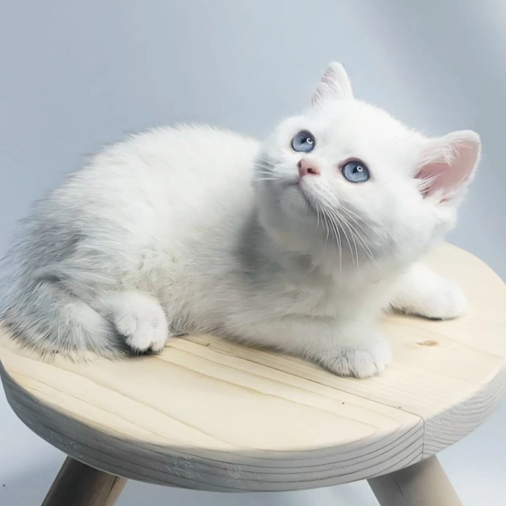 Elika British Shorthair Kittens | Kitten for sale. 