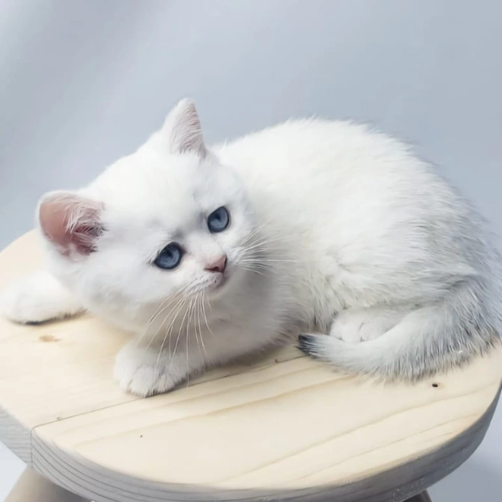 Elika British Shorthair Kittens | Kitten for sale. 