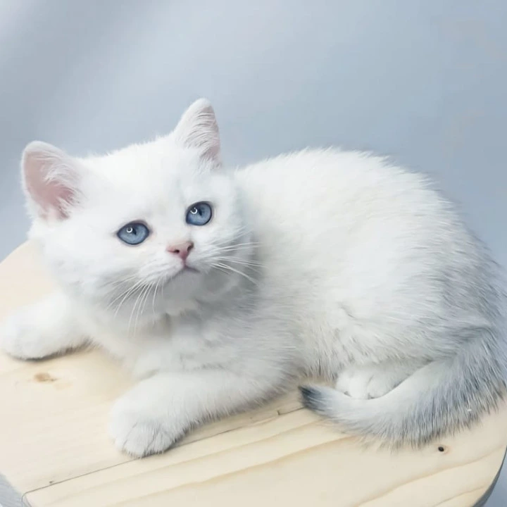Elika British Shorthair Kittens | Kitten for sale. 