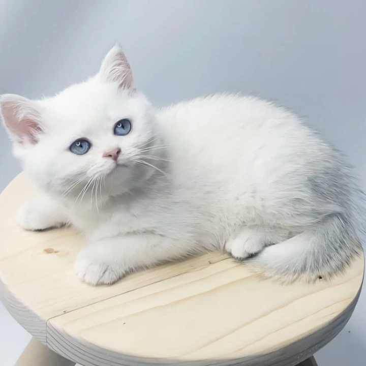 Elika British Shorthair Kittens | Kitten for sale. 